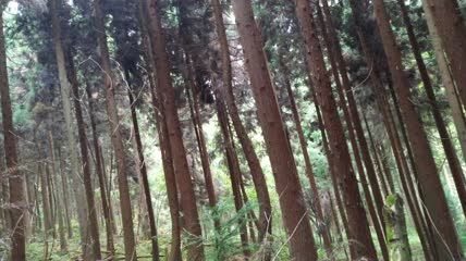 湖北省恩施市富尔山景区景色（6）