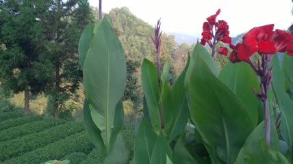 美人蕉4K实拍视频 (4)