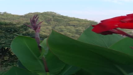 美人蕉4K实拍视频 (8)