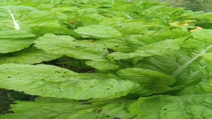 菜园里的嫩白菜4K实拍视频 (1)