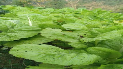 菜园里的嫩白菜4K实拍视频 (2)