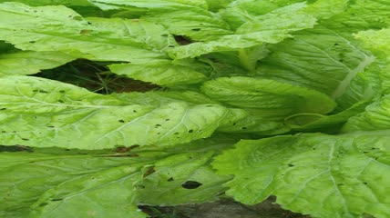 菜园里的嫩白菜4K实拍视频 (3)