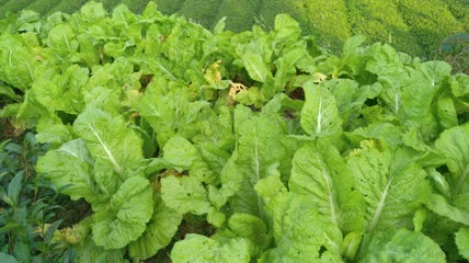 菜园里的嫩白菜4K实拍视频 (4)