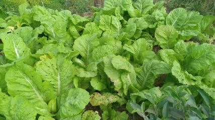 菜园里的嫩白菜4K实拍视频 (5)