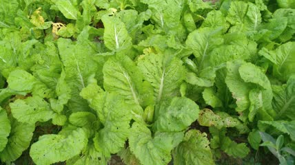 菜园里的嫩白菜4K实拍视频 (6)