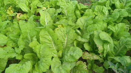 菜园里的嫩白菜4K实拍视频 (8)