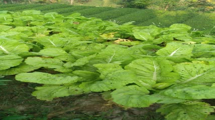 菜园里的嫩白菜4K实拍视频 (9)