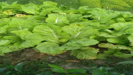 菜园里的嫩白菜4K实拍视频 (10)