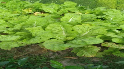菜园里的嫩白菜4K实拍视频 (11)