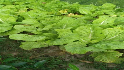 菜园里的嫩白菜4K实拍视频 (13)