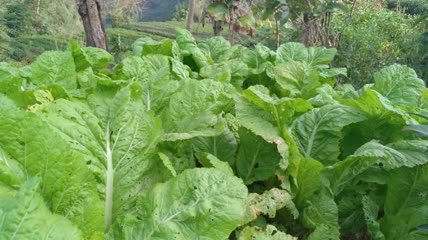 菜园里的嫩白菜4K实拍视频 (15)