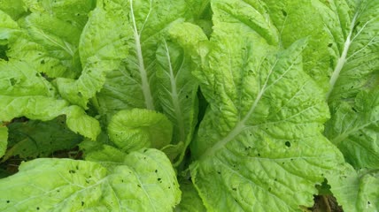 菜园里的嫩白菜4K实拍视频 (16)