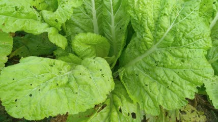 菜园里的嫩白菜4K实拍视频 (18)