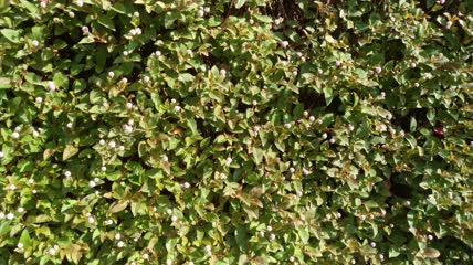 石头墙壁上的野花花朵4K实拍视频(3)
