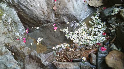 秋天小溪里的花朵4K实拍视频(2)