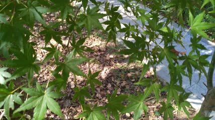 秋天里的槭树树叶树木4K实拍视频（1）