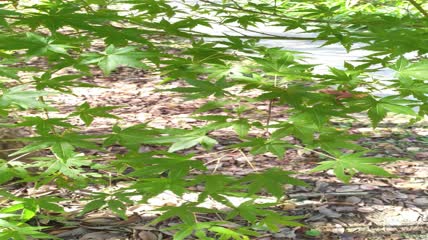 秋天里的槭树树叶树木4K实拍视频（3）