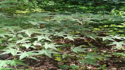 秋天里的槭树树叶树木4K实拍视频（4）