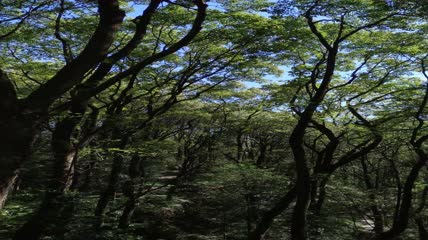 阳光森林4K实拍视频（5）