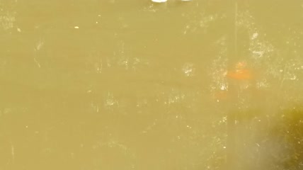 阳光森林4K实拍视频（15）