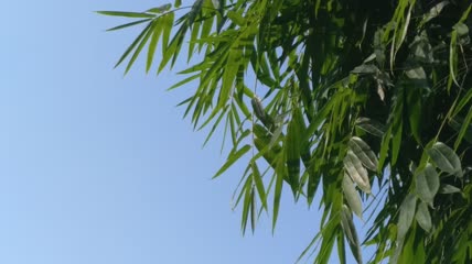 竹林竹叶4K实拍视频（1）