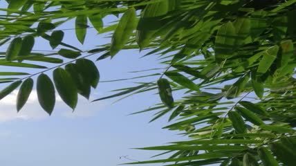 竹林竹叶4K实拍视频（2）