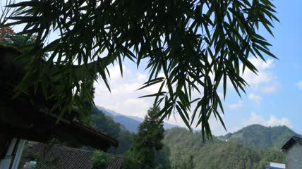 竹林竹叶4K实拍视频（3）