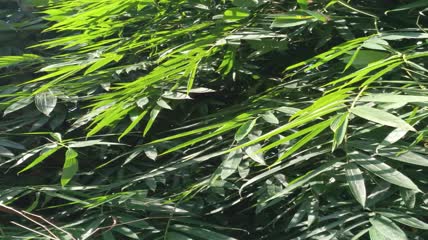竹林竹叶4K实拍视频（4）