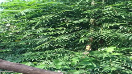 竹林竹叶4K实拍视频（6）