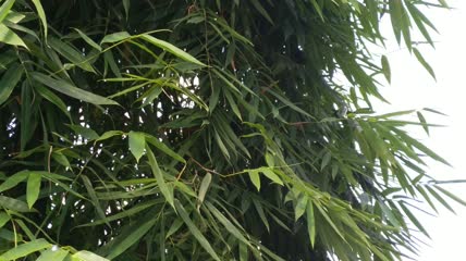 竹林竹叶4K实拍视频（7）