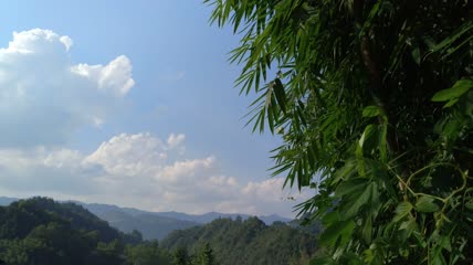 竹林竹叶4K实拍视频（8）