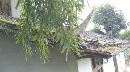 竹林竹叶4K实拍视频（10）
