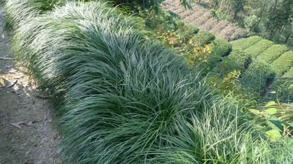 地麦冬植物4K实拍视频(2)
