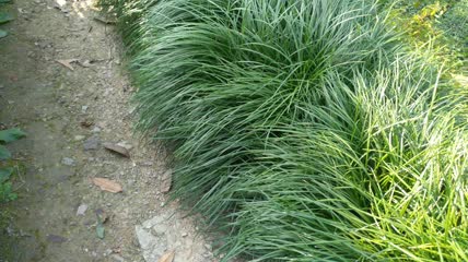 地麦冬植物4K实拍视频(3)