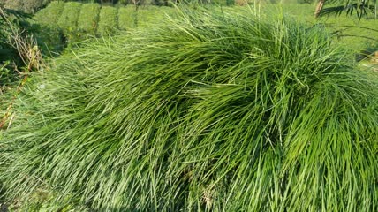 地麦冬植物4K实拍视频(4)
