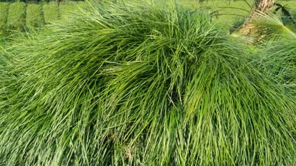 地麦冬植物4K实拍视频(5)