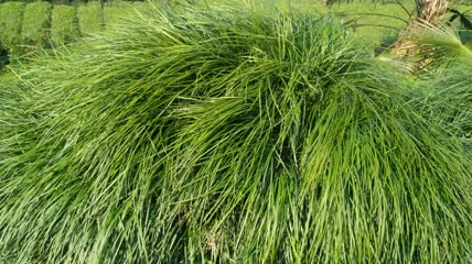 地麦冬植物4K实拍视频(6)