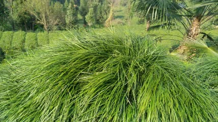 地麦冬植物4K实拍视频(7)