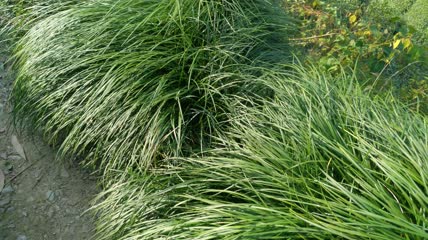 地麦冬植物4K实拍视频(15)