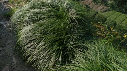 地麦冬植物4K实拍视频(16)