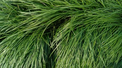 地麦冬植物4K实拍视频(18)
