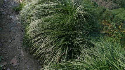 地麦冬植物4K实拍视频(20)