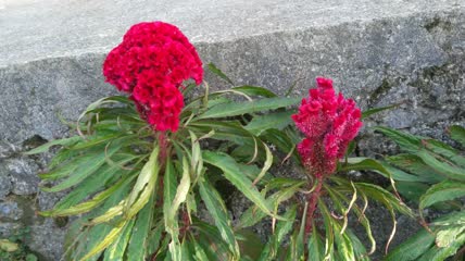 鸡冠花植物(4)