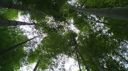 竹林竹海4K视频