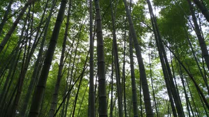 竹林竹海4K实拍视频