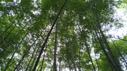 竹林竹海4K实拍视频