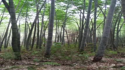 竹林竹海4K视频