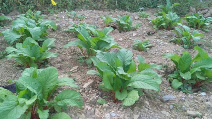 菜园里白菜4K实拍视频（1）