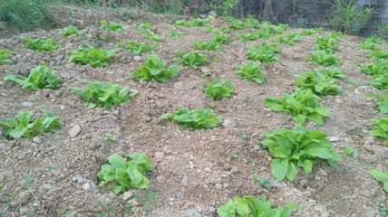 菜园里白菜4K实拍视频（3）
