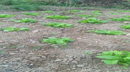 菜园里白菜4K实拍视频（4）